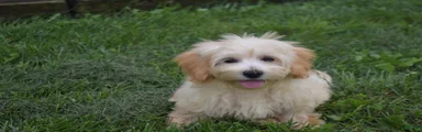 Pete