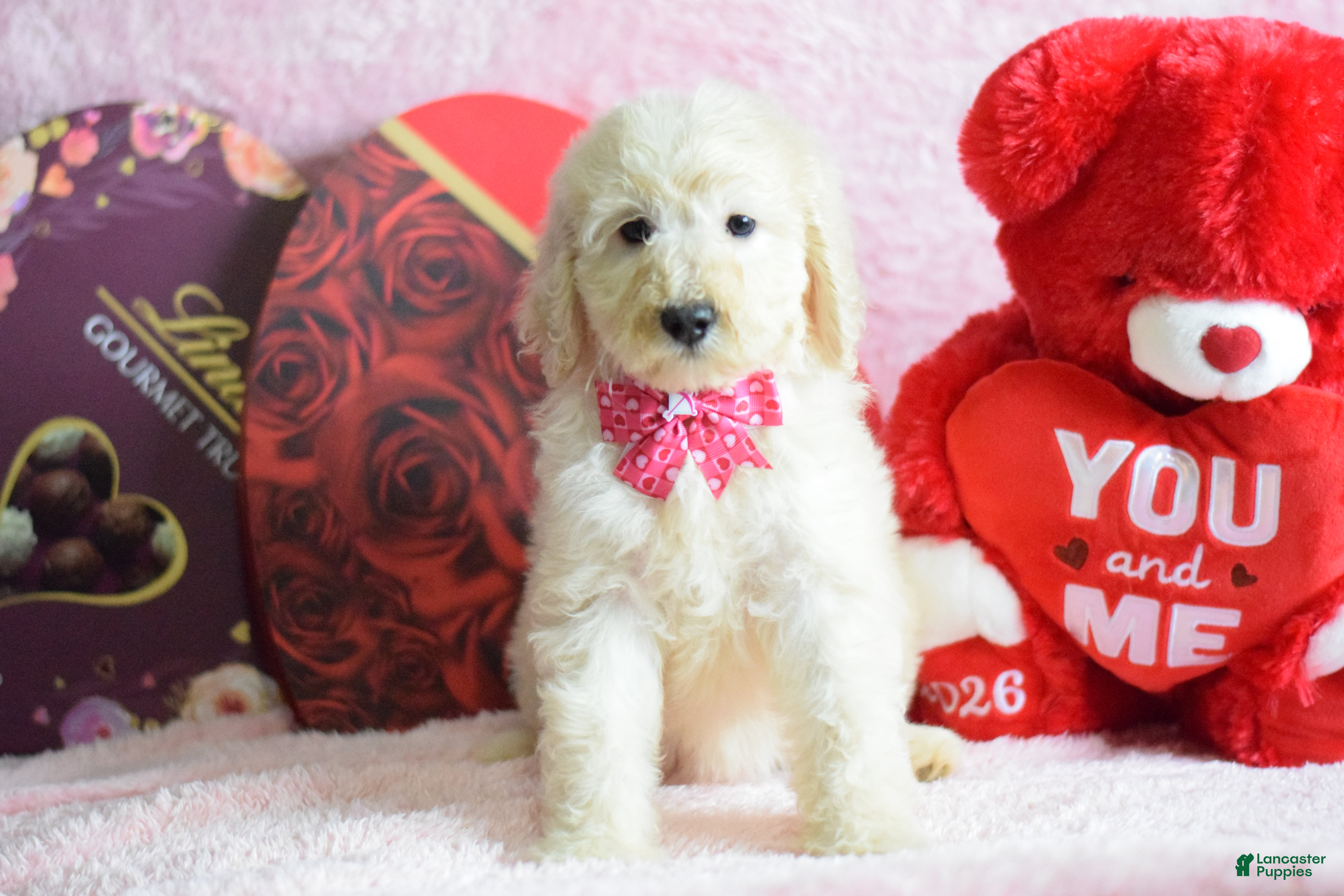 Goldendoodle dogs Goldendoodle Puppy 7 - Ad 1