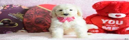 Goldendoodle dogs for sale: Goldendoodle Puppy 8 - Ad 32