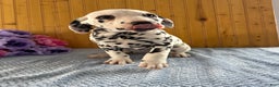 Dalmatian dogs for sale: Tara - Ad 9