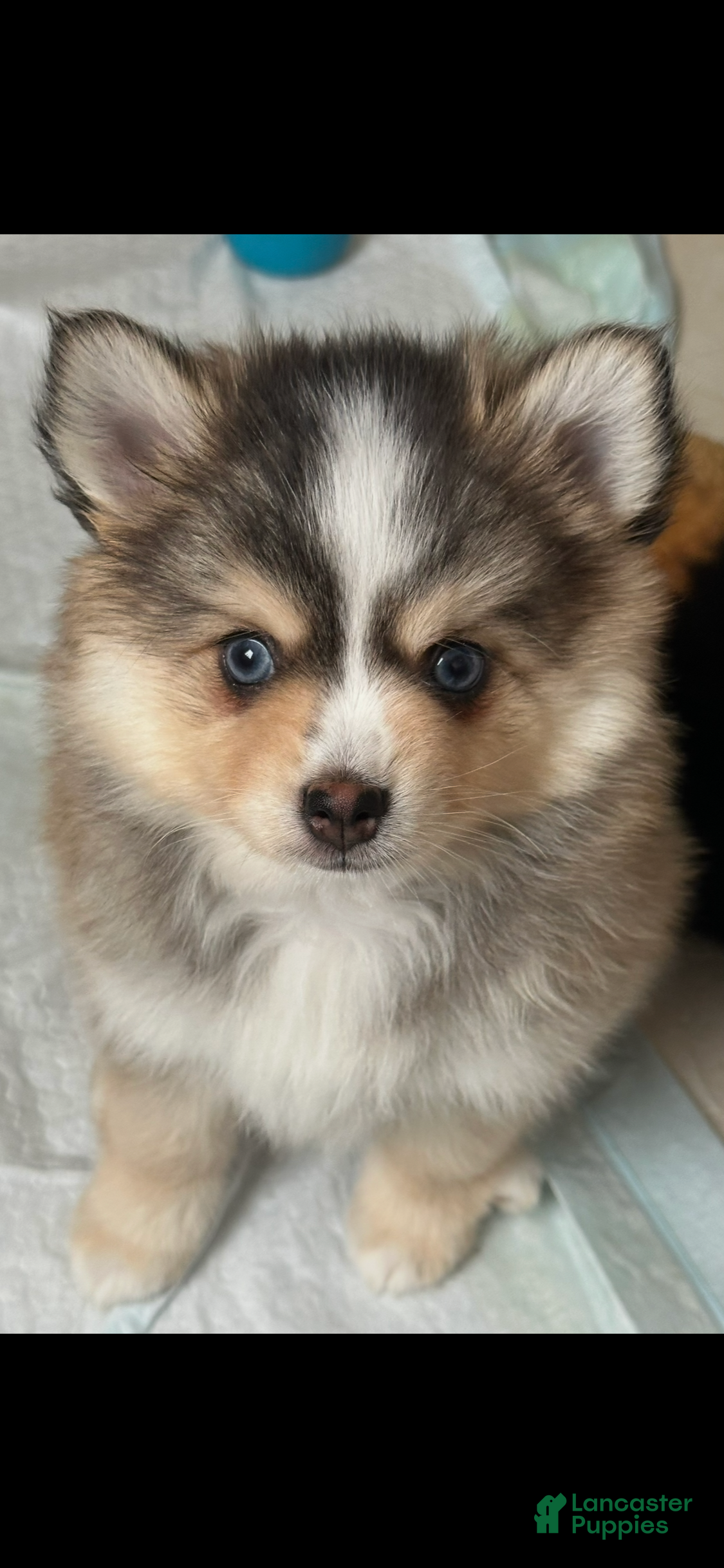 Pomsky dogs Axel - Ad 1