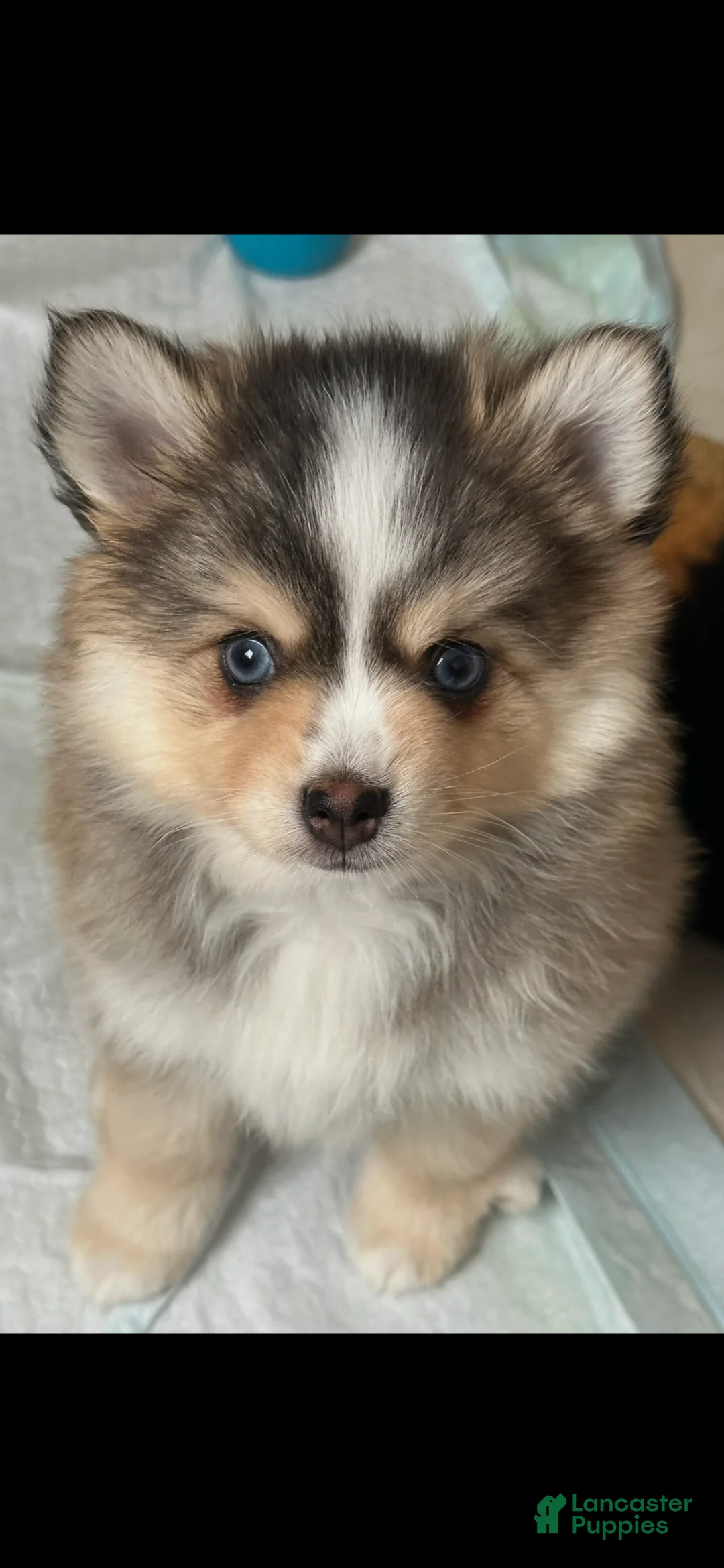 Pomsky dogs for sale: Axel - Ad 1