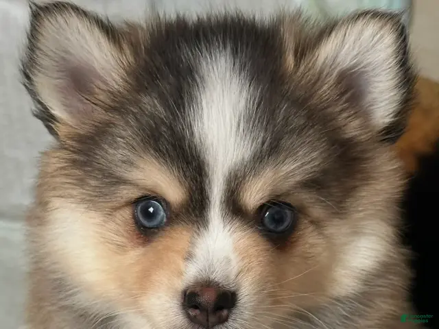 Pomsky dogs for sale: Axel - Ad 1