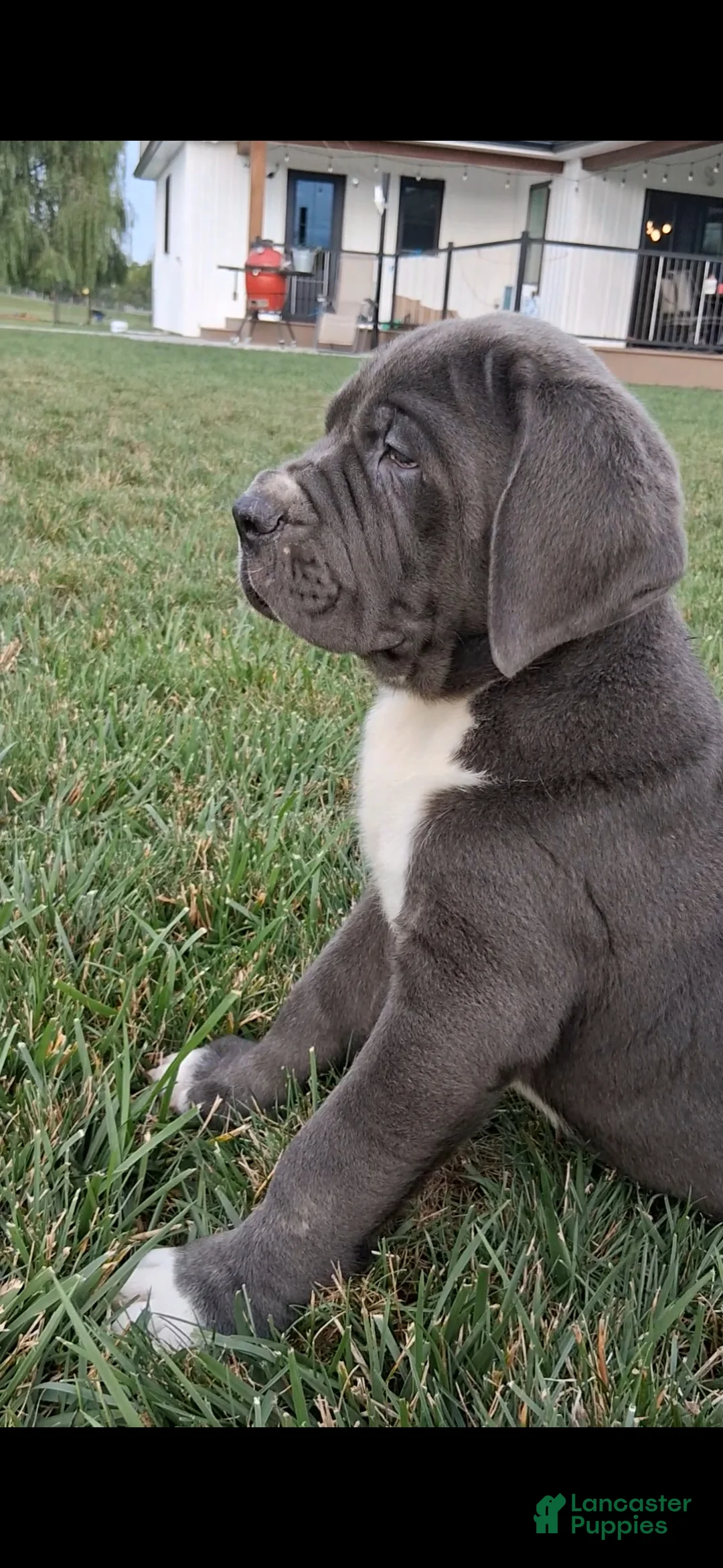 Cane Corso dogs for sale: Champ - Ad 1