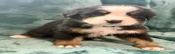 Bernese Mountain Dog dogs for sale: Maple - Ad 3