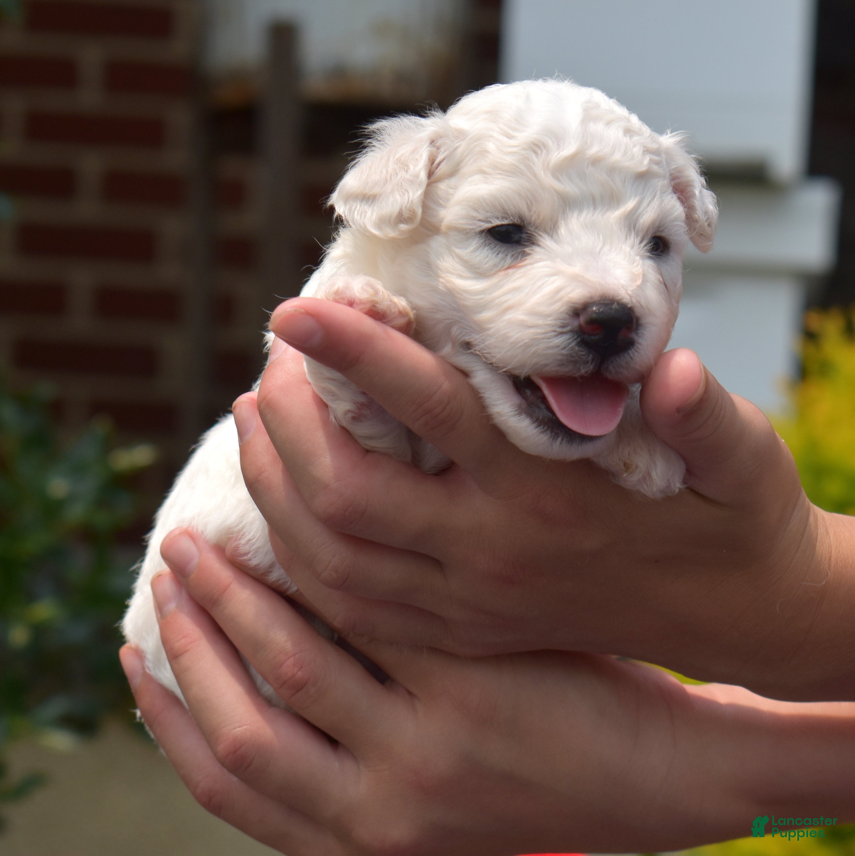 Bichon Frise dogs Glacier - Ad 1