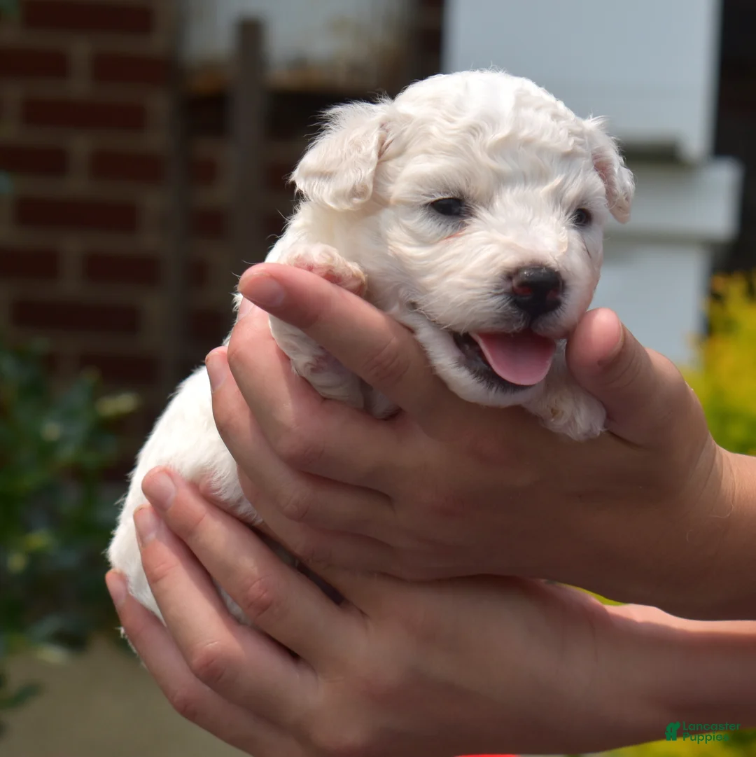 Bichon Frise dogs for sale: Glacier - Ad 1