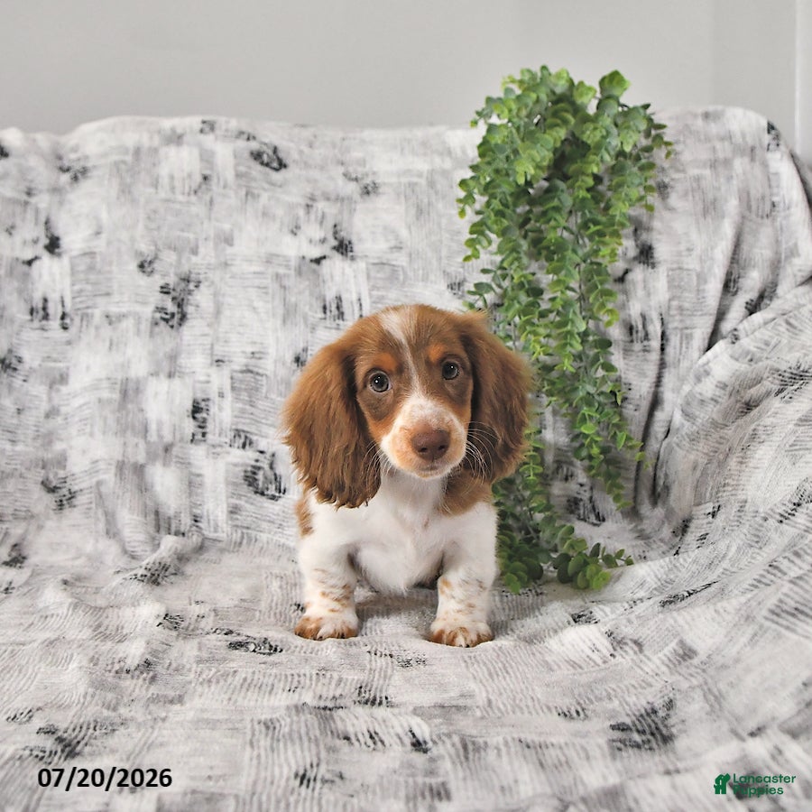 Dachshund dogs Tanner - Ad 2