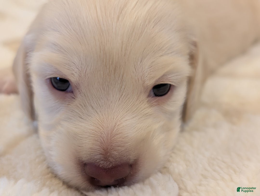 Miniature Dachshund dogs for sale: Miniature Dachshund Puppy 1 - Ad 6