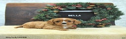 Cavalier King Charles Spaniel dogs for sale: Bella   - Ad 2