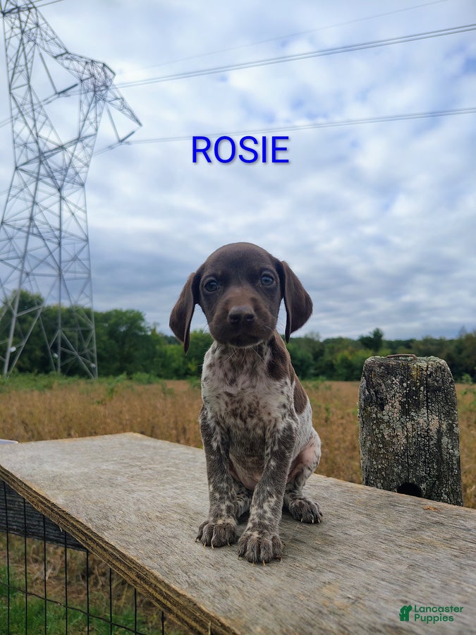 Rosie