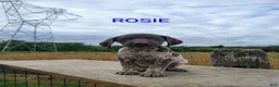 German Shorthaired Pointer dogs for sale: Rosie - Ad 1