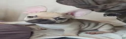 French Bulldog dogs for sale: French Bulldog 7 - Ad 3