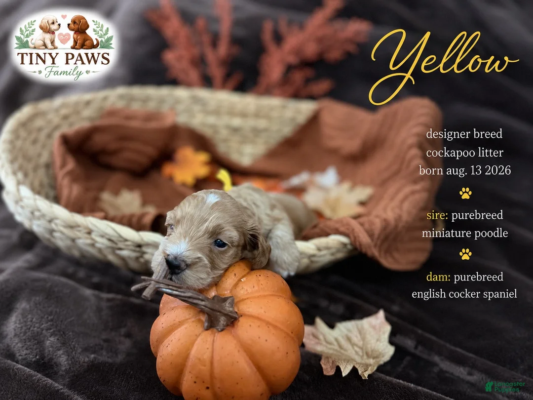 Cockapoo dogs for sale: Yellow Collar - Ad 1