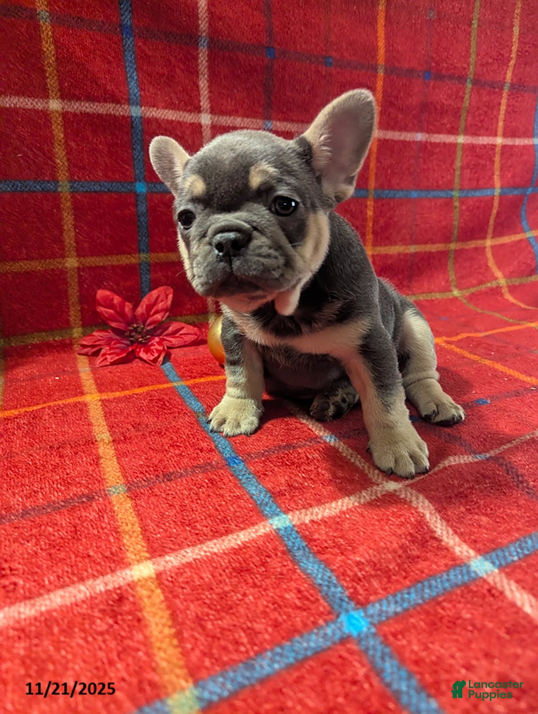 French Bulldog dogs for sale: Amber - Ad 4