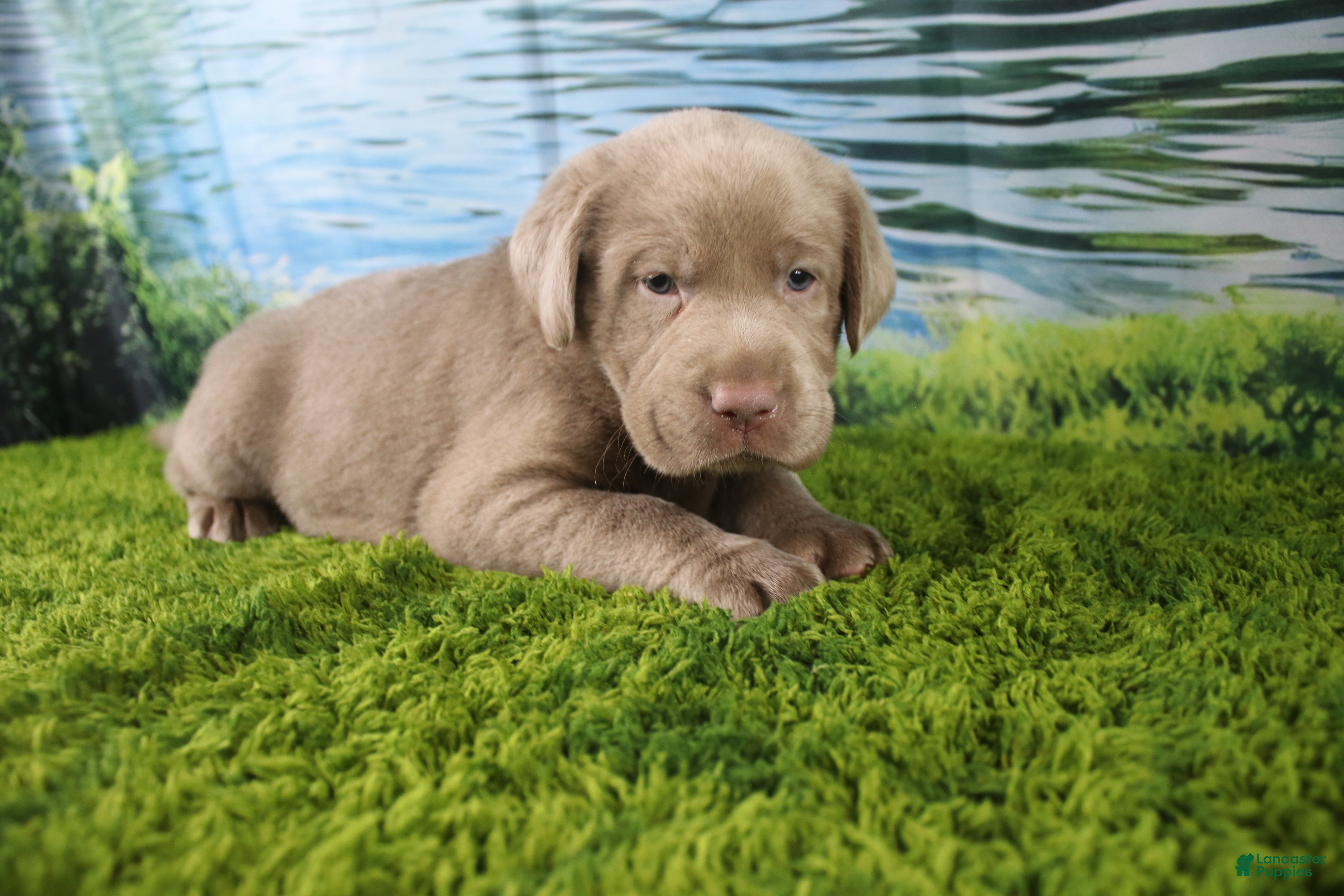 Labrador Retriever dogs Frost - Ad 28