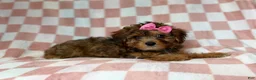 Yorkiepoo dogs for sale: Bailey - Ad 8