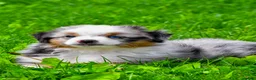 Miniature Australian Shepherd dogs for sale: Elon - Ad 7