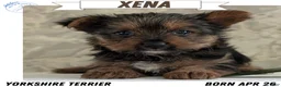 Yorkshire Terrier dogs for sale: Xena - Ad 1