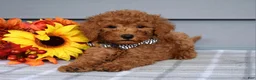 Goldendoodle dogs for sale: Ollie  - Ad 8