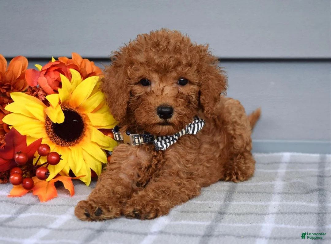 Goldendoodle dogs for sale: Ollie  - Ad 8