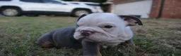 English Bulldog dogs for sale: Scar - Ad 4