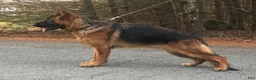 German Shepherd dogs for sale: 9 week old German Shepherd Female aka Diva! - Ad 6
