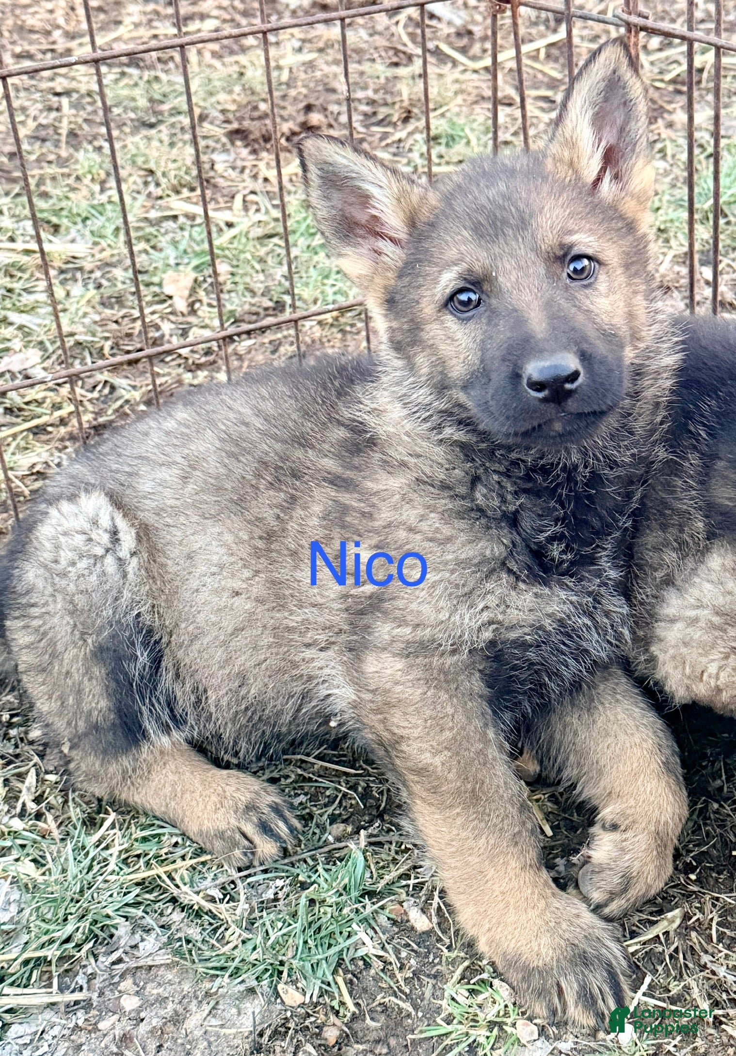 German Shepherd dogs Nico - Ad 19
