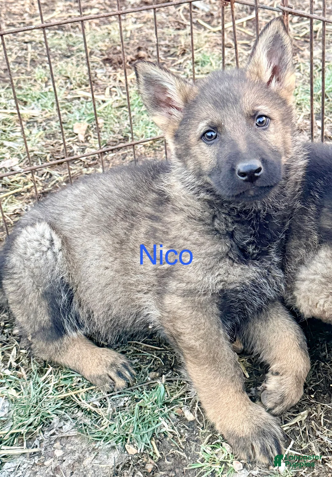 German Shepherd dogs for sale: Nico - Ad 1
