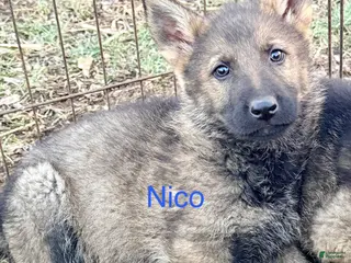 German Shepherd dogs Nico - Ad 19