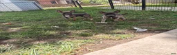 Chihuahua dogs for sale: Chihuahua 1 - Ad 3