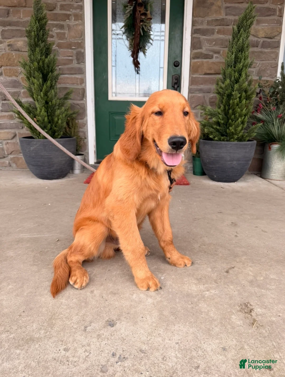 Golden Retriever dogs for sale: Golden Retriever Puppy 1 - Ad 1