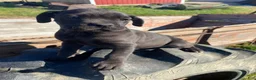 Cane Corso dogs for sale: Coco - Ad 7