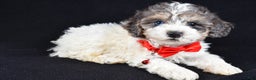 Miniature Poodle dogs for sale: Eden - Ad 8