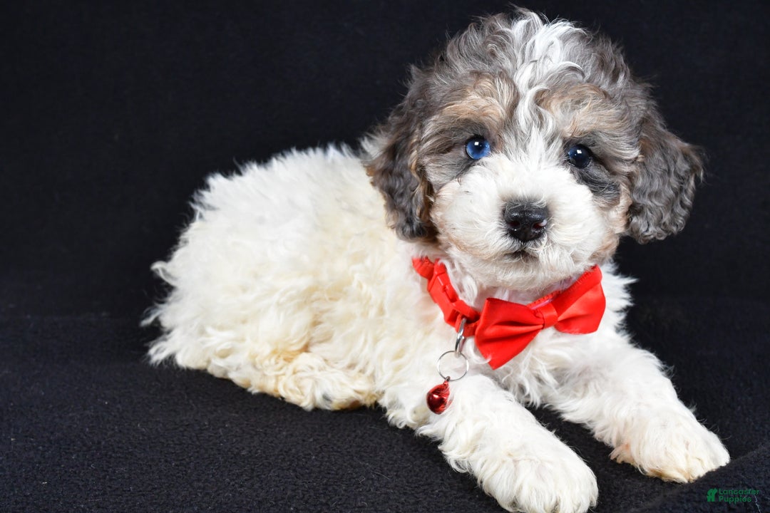 Miniature Poodle dogs for sale: Eden - Ad 8
