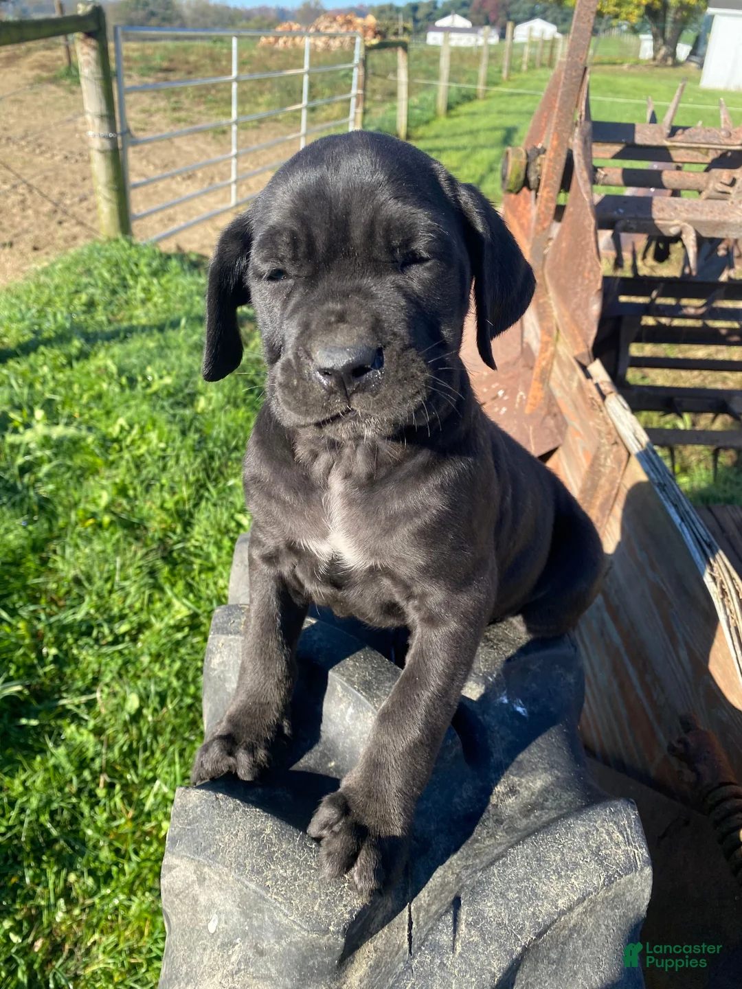 Cane Corso dogs for sale: Chloe - Ad 1
