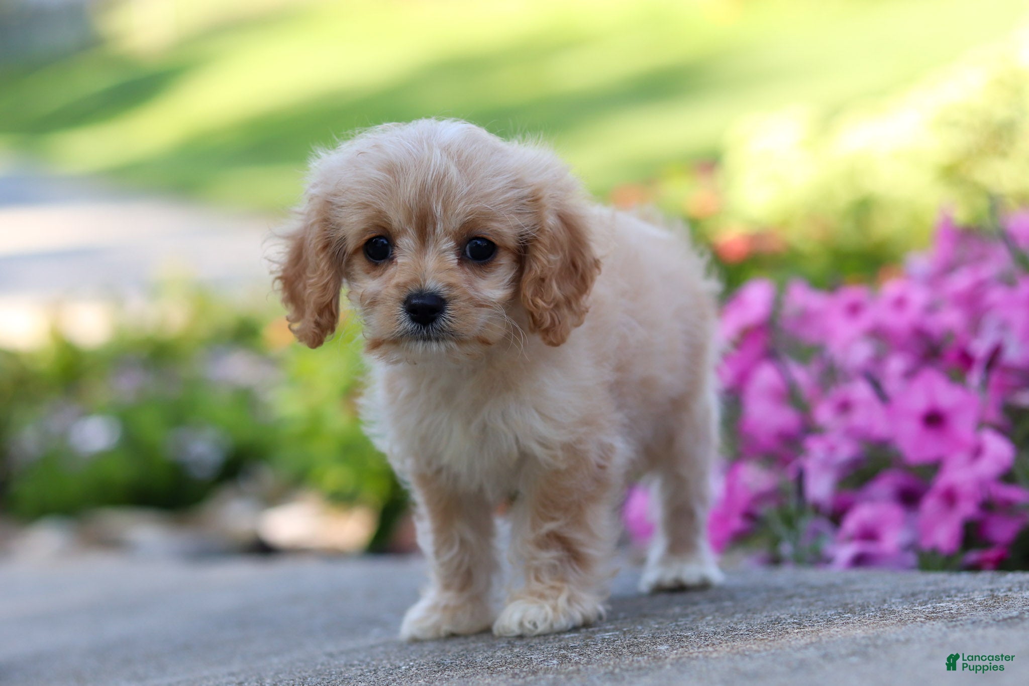 Cavapoo dogs Sky - Ad 2
