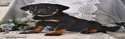 Rottweiler dogs for sale: Rocky - Ad 3