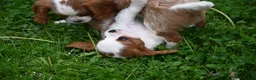Cavalier King Charles Spaniel dogs for sale: Vance - Ad 1