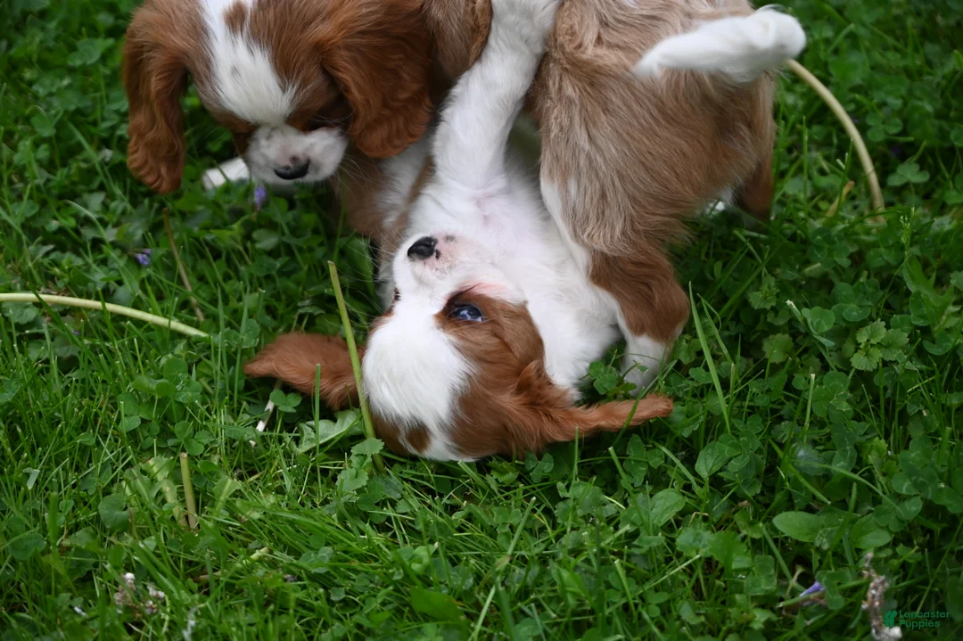 Cavalier King Charles Spaniel dogs for sale: Vance - Ad 1