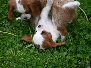 Cavalier King Charles Spaniel dogs for sale: Vance - Ad 1