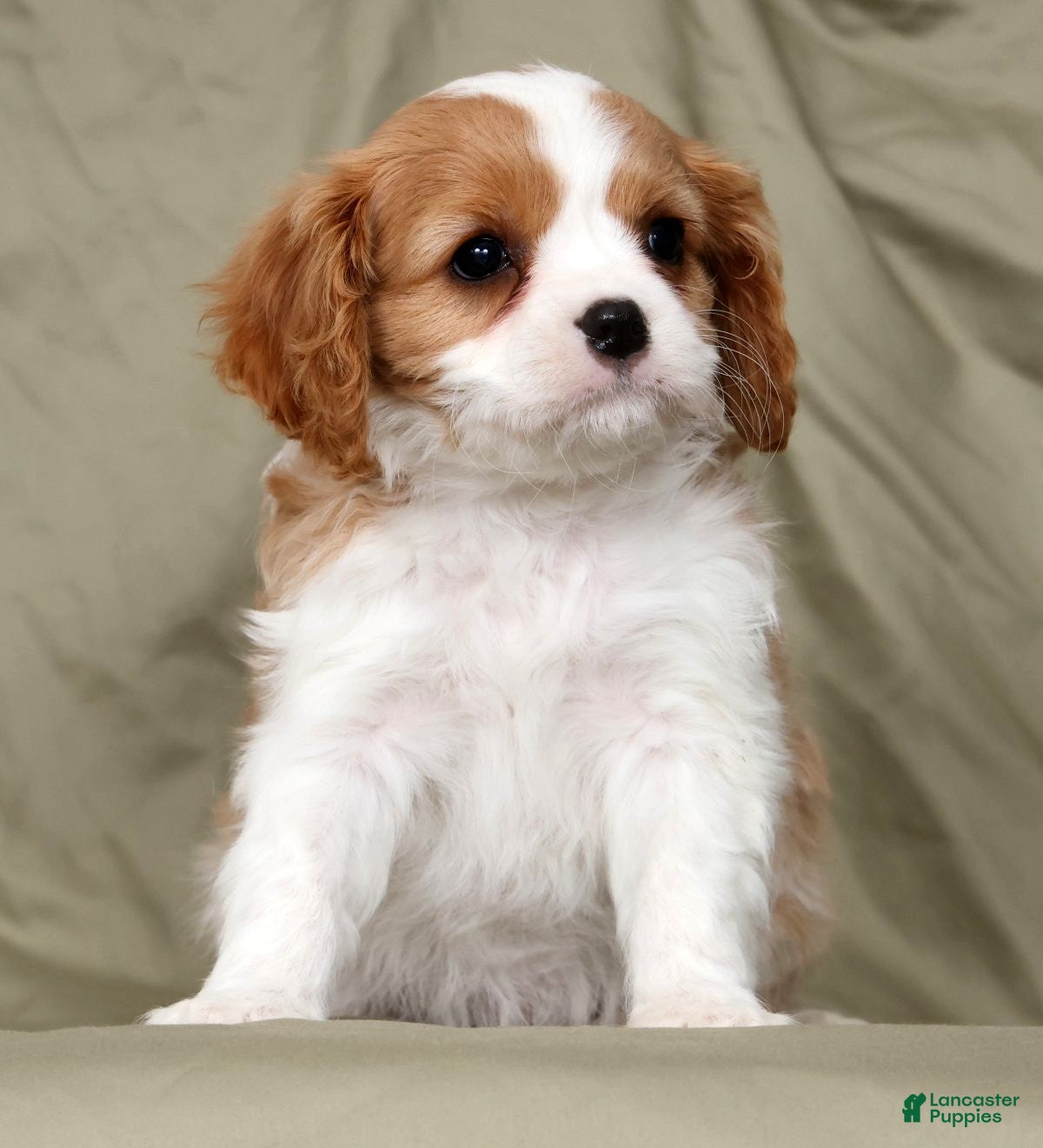 Cavalier King Charles Spaniel dogs Mason - Ad 2