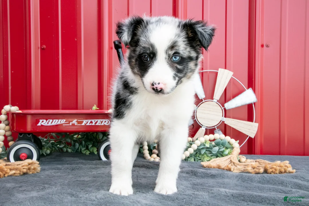 Miniature Australian Shepherd dogs for sale: Twinky - Ad 1