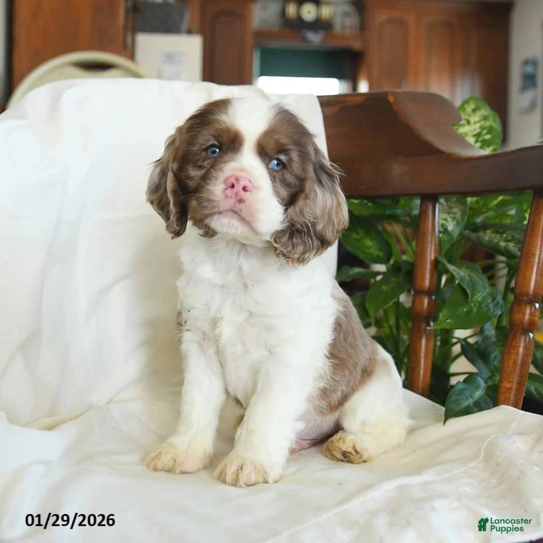 English Cocker Spaniel dogs for sale: Copper - Ad 1