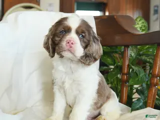 English Cocker Spaniel dogs Copper - Ad 6