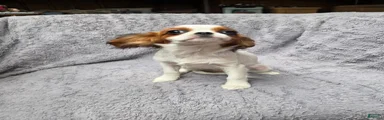 Cavalier King Charles Spaniel 2