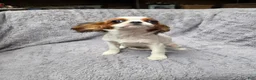 Cavalier King Charles Spaniel dogs for sale: Cavalier King Charles Spaniel 2 - Ad 1
