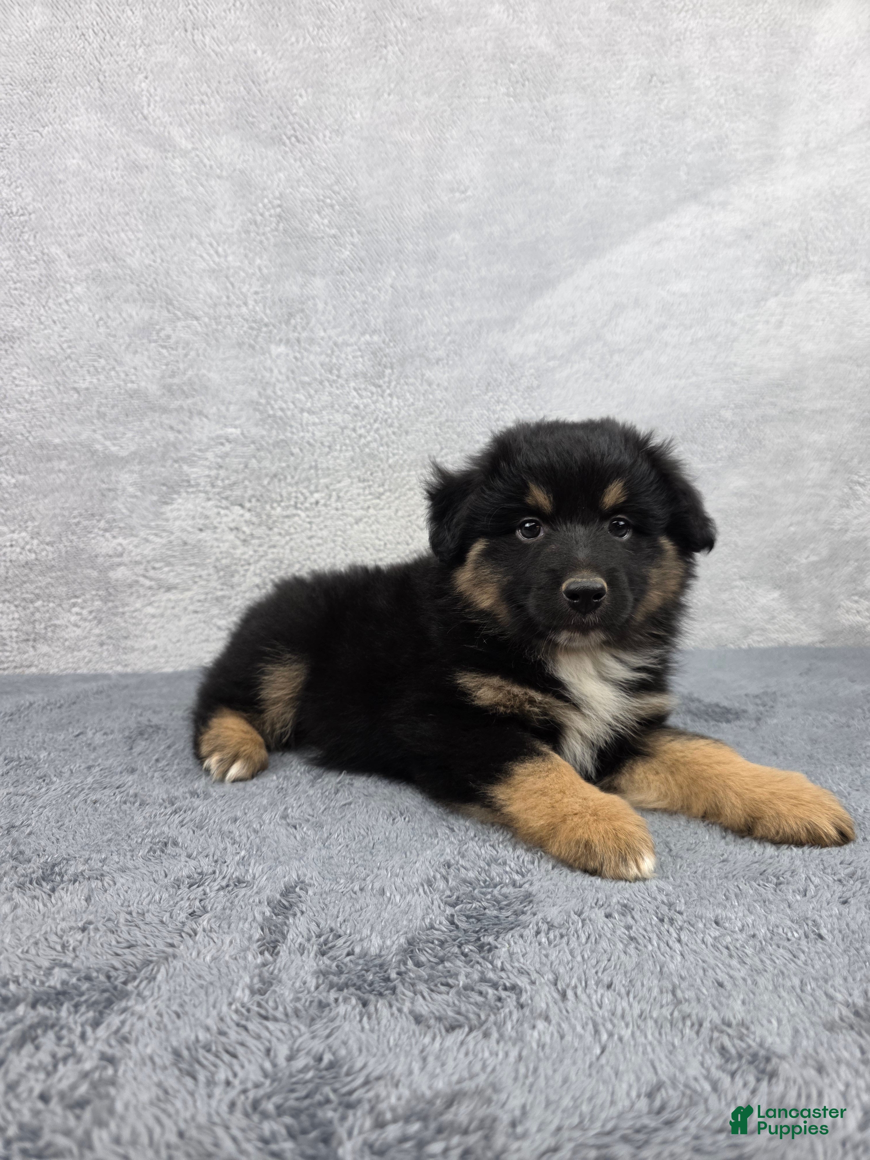 Miniature Australian Shepherd dogs Bear - Ad 2
