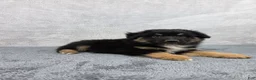 Miniature Australian Shepherd dogs for sale: Bear - Ad 2