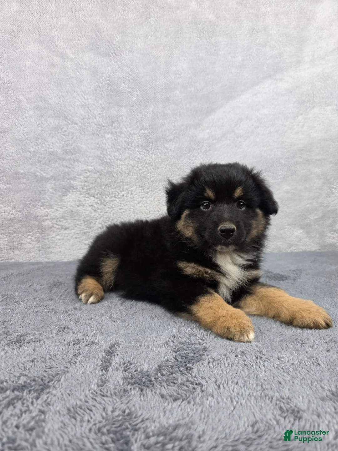 Miniature Australian Shepherd dogs for sale: Bear - Ad 2
